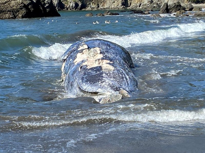 An adult female gray whale lies dead after being hit by a ship, according to an investigating team of scientists from The Marine Mammal Center, the world's largest marine mammal hospital, and its partners at California Academy of Sciences, at Muir Beach near San Francisco, California, U.S. April 8, 2021. Picture taken April 8, 2021.  The Marine Mammal Center/Handout via REUTERS.