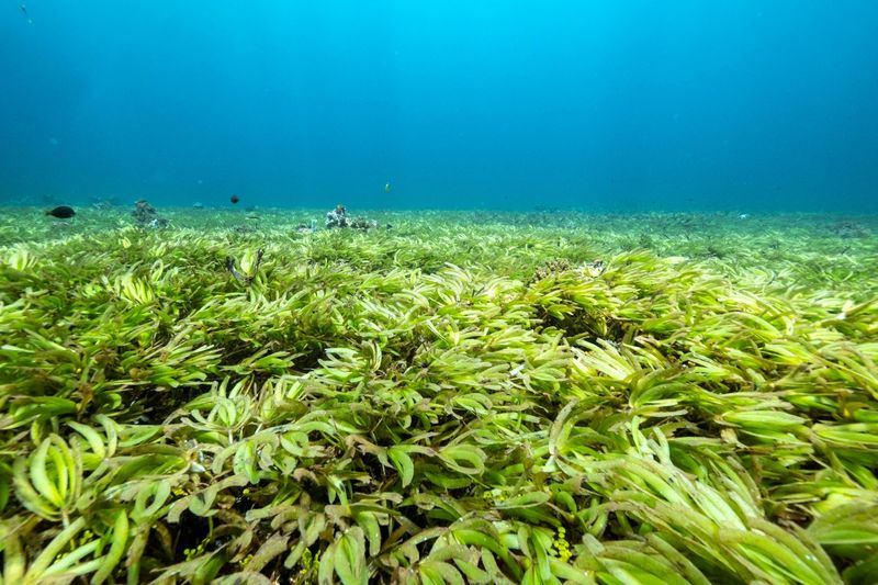 FILE PHOTO: Seagrass are seen in the Indian Ocean above the world's largest seagrass meadow and one of the biggest carbon sinks in the high seas, at the Saya de Malha Bank within the Mascarene plateau, Mauritius March 20, 2021. Picture taken March 20, 2021. Tommy Trenchard/Greenpeace/Handout via REUTERS