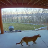 Cougar sighted in Draper neighborhood tranquilized, to be released into the wild