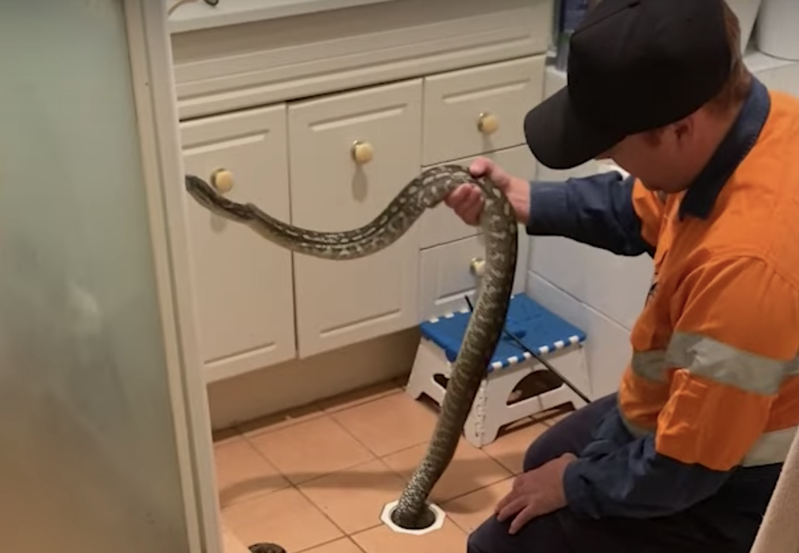Have You Seen This? Exactly what you expect when pulling something from a drain in Australia
