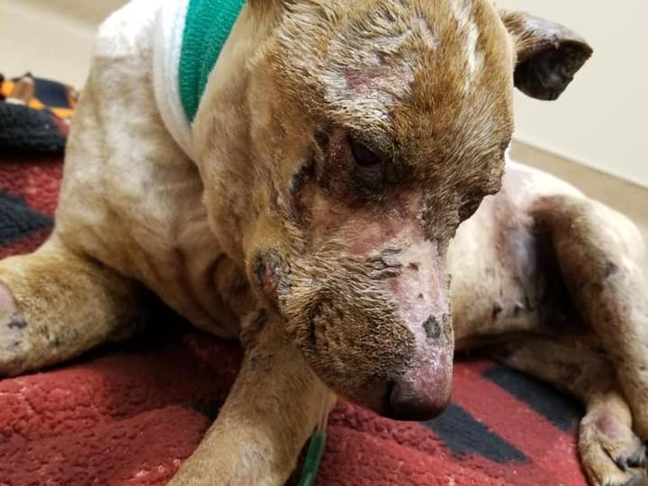 One week after Dixie, a 4-year-old red heeler was
kidnapped and set on fire, according to police, causing second- and
third-degree burns to most of her body, she was euthanized due to
the severity of her injuries on March 8, 2021.