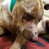 What animal services officials think should be done with those who intentionally harm pets