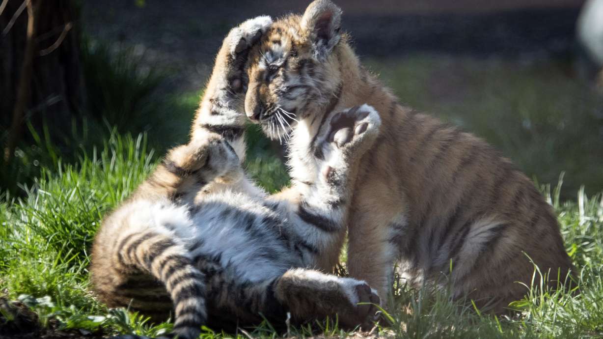 Endangered tiger cubs make first public appearances at zoo