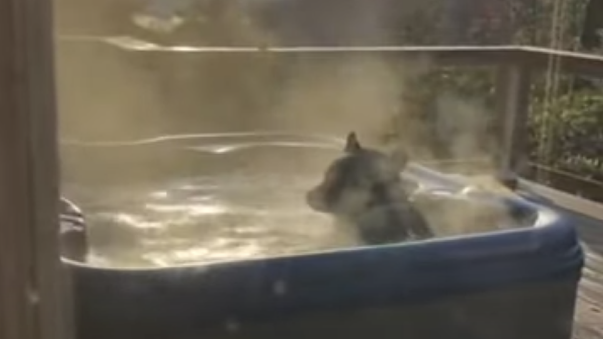 Have You Seen This? Bearpocalypse takes a break in the jacuzzi