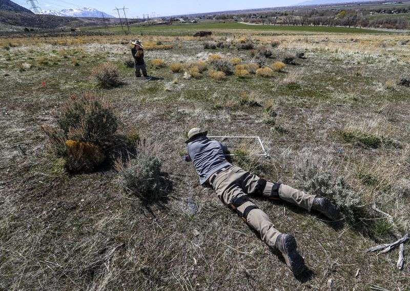 Maggie Eshleman, top, and Christopher Donovan,
precision restoration scientists for The Nature Conservancy, use
plastic frames to help them assess how tiny sagebrush plants that
were planted last fall are doing at Coldwater Canyon Wildlife
Management Area near Honeyville, Box Elder County, on Monday, April
12, 2021. The study is testing herbicide protection seed
technologies designed to improve the restoration of native plant
species in the presence of invasive annual grasses.