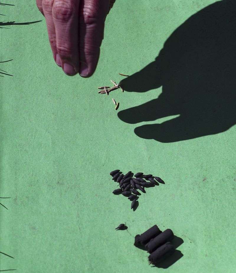 Maggie Eshleman, a precision restoration scientist for
The Nature Conservancy, shows the difference between bare
bottlebrush squirreltail grass seeds, top, coated seeds and
herbicide protection seed pods, bottom, at a plot of land at
Coldwater Canyon Wildlife Management Area near Honeyville, Box
Elder County, on Monday, April 12, 2021. Eshleman was joined by
fellow precision restoration scientist Christopher Donovan as they
assessed how tiny sagebrush plants that were planted last fall are
doing for a study on herbicide protection seed technologies
designed to improve the restoration of native plant species in the
presence of invasive annual grasses.