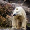 Nikita the polar bear makes his debut at Utah's Hogle Zoo