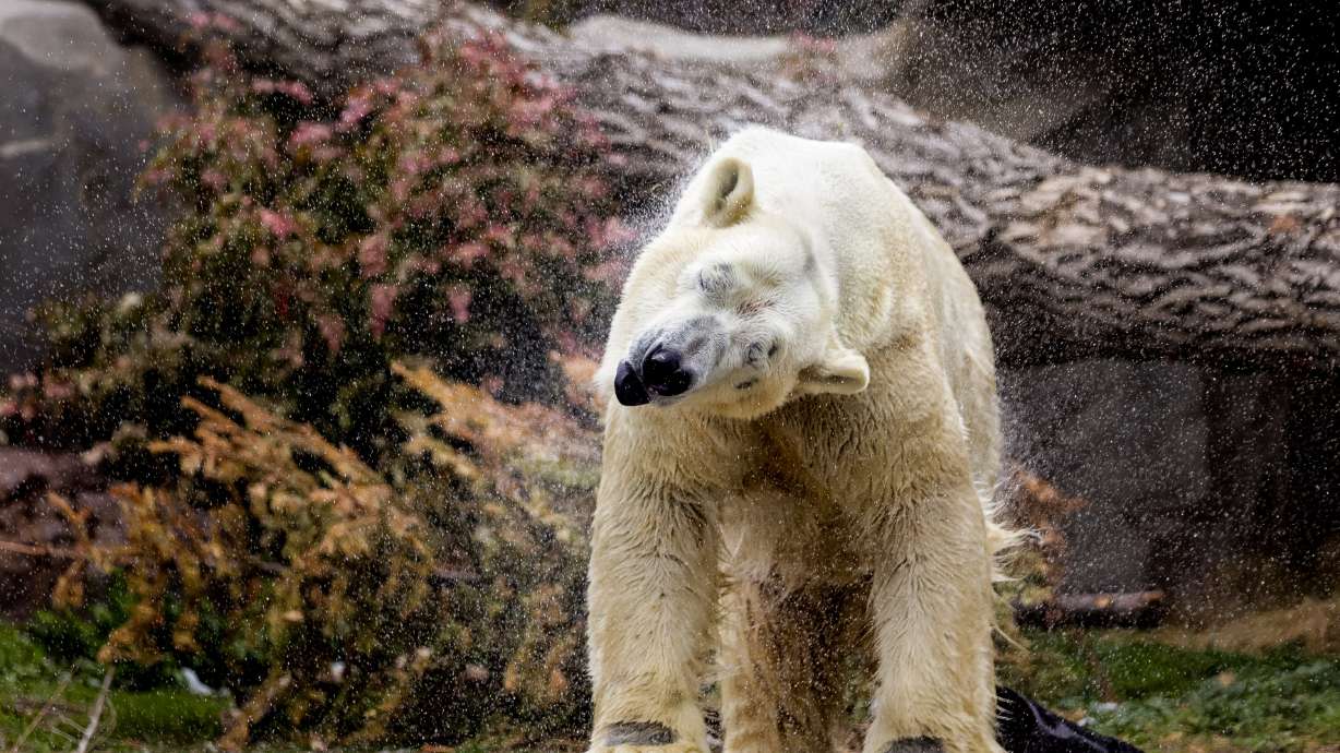 Nikita, a 14-year-old male polar bear, shakes off after a brief swim in his enclosure at Utah's Hogle Zoo in Salt Lake City on Thursday, April 15, 2021.