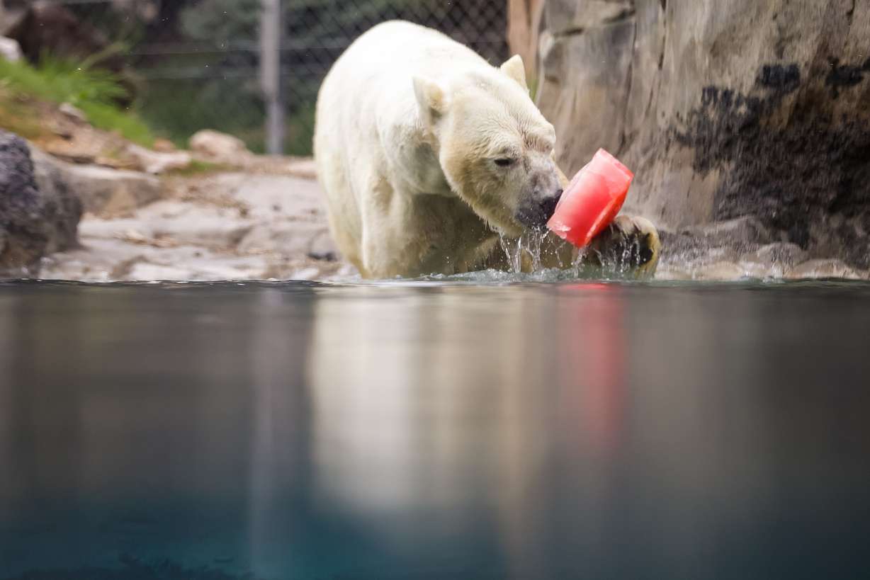 Nikita, a 14-year-old male polar bear, grabs an ice block in his enclosure at Utah's Hogle Zoo in Salt Lake City on Thursday, April 15, 2021.