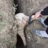 Have You Seen This? Rescued sheep needs a little more rescuing than planned