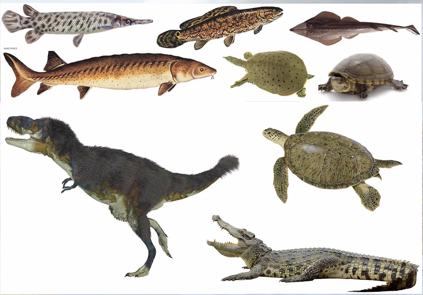 Illustrations of the species uncovered at the Rainbows and Unicorns Quarry site in southern Utah.