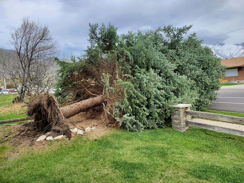 A tree downed by strong gusts of wind on Monday near Center and 800 East in Springville.