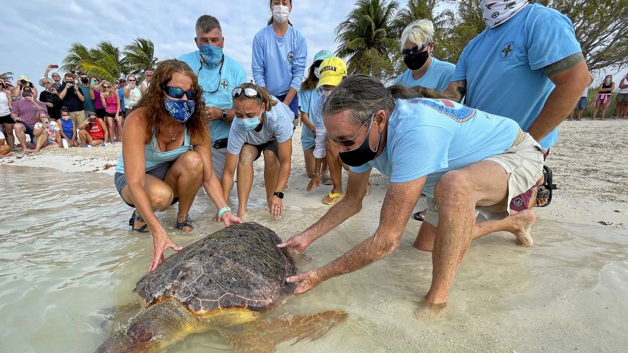 Earth Day: Rehabilitated sea turtle released in Florida Keys