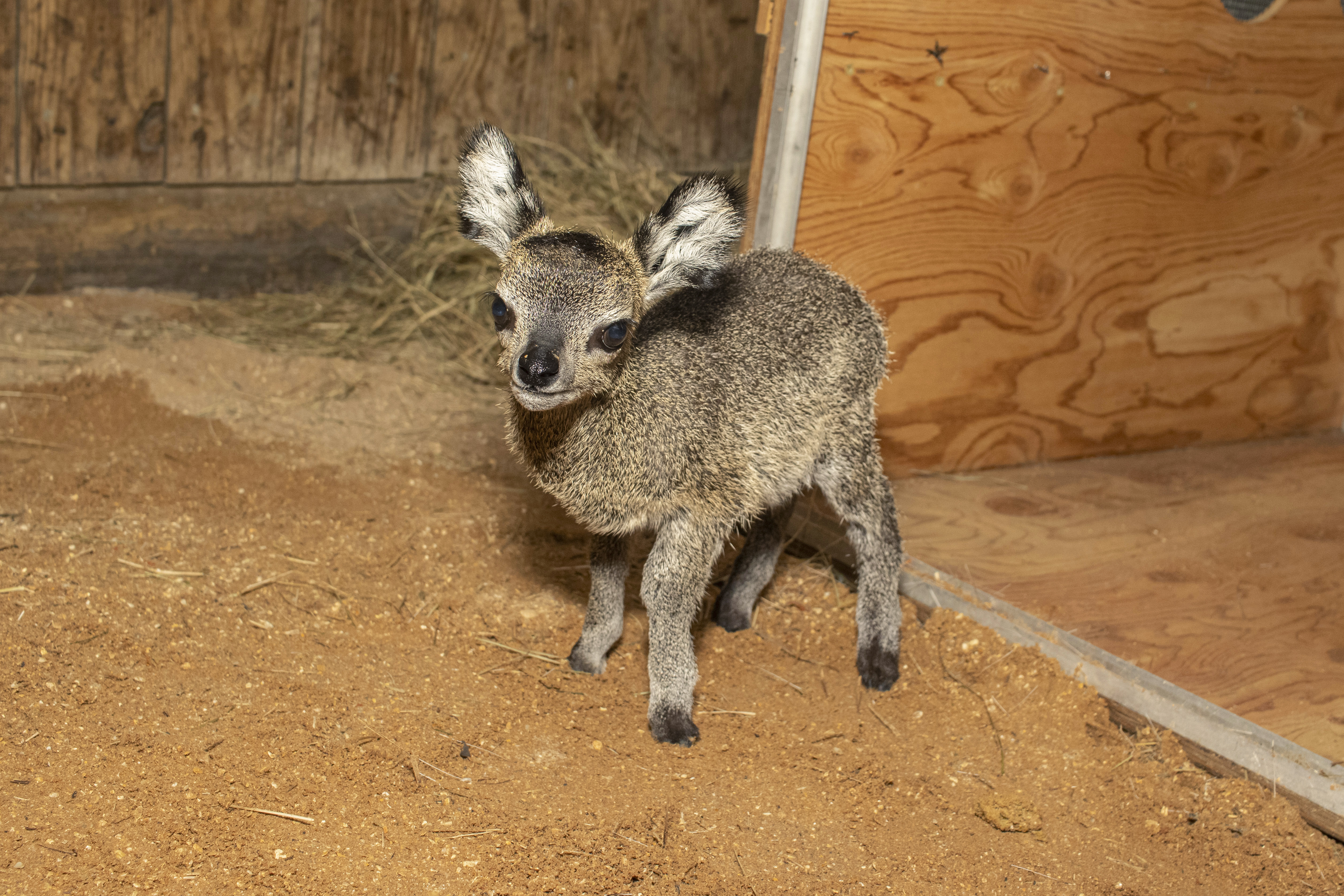 Florida zoo welcomes 27.5 ounce baby klipspringer antelope