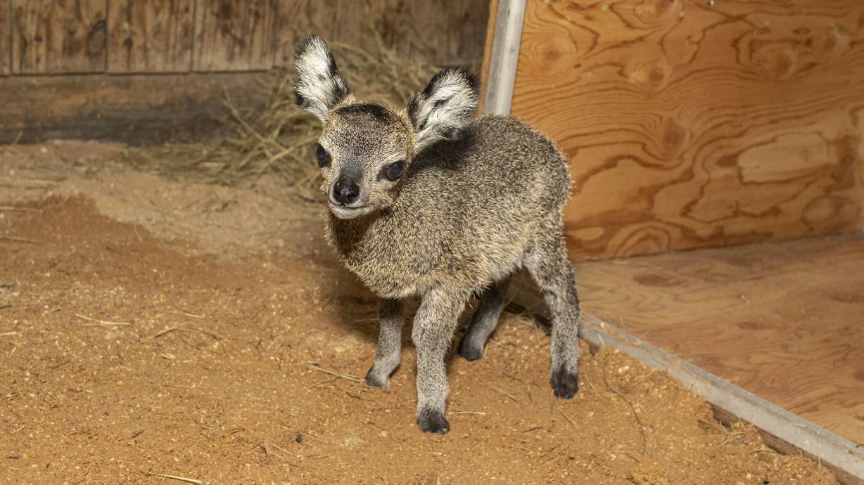 Florida zoo welcomes 27.5 ounce baby klipspringer antelope
