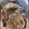 Utah conservation officers want to know who shot bald eagle in Summit County