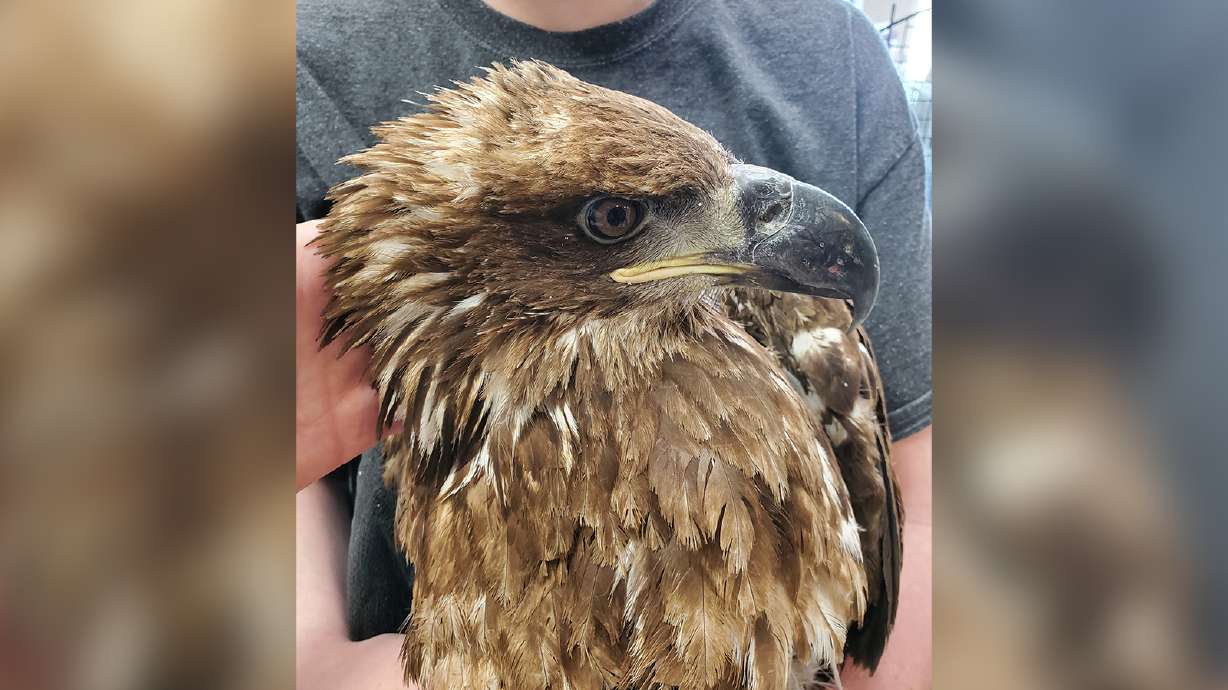 Utah conservation officers want to know who shot bald eagle in Summit County