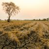 U of U experts explain the economic and environmental impact of droughts and fires