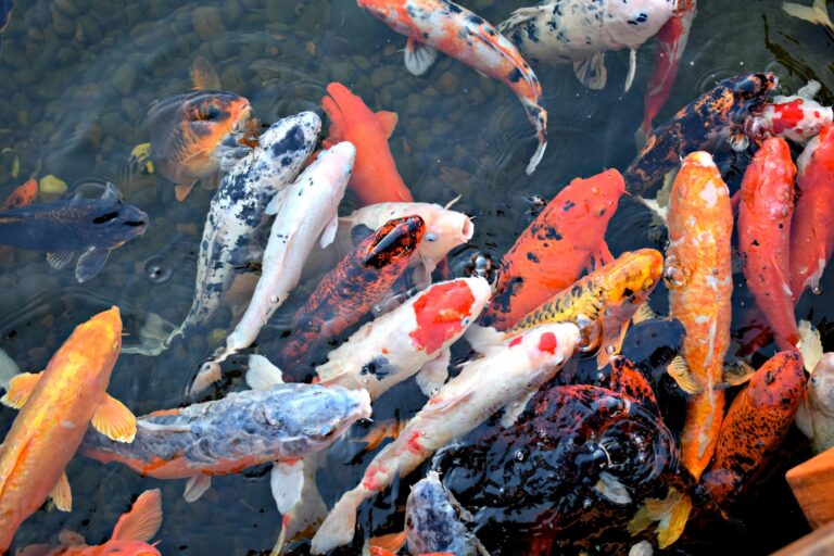 Koi can come in a wide variety of colors and sizes. ONE TIME USE ONLY