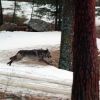 Bill to kill up to 90% of Idaho wolves heads to governor