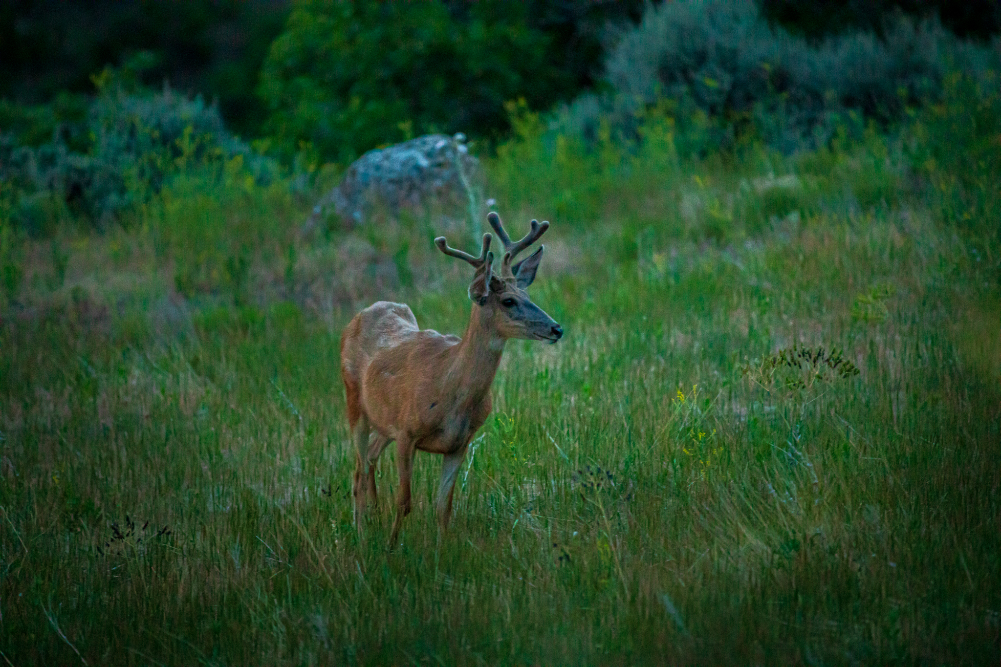 Utah Wildlife Board approves reduction of 2021 deer hunting permits 