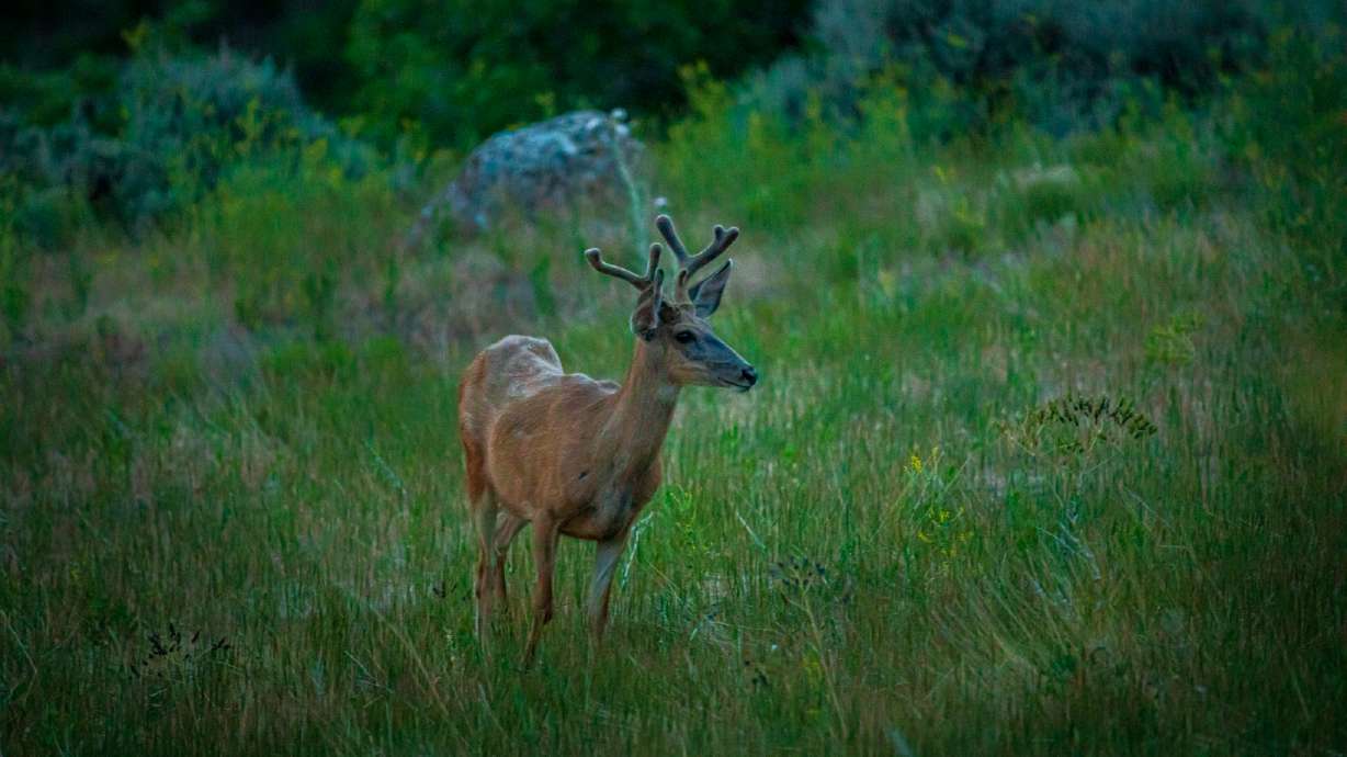 Utah Wildlife Board approves reduction of 2021 deer hunting permits