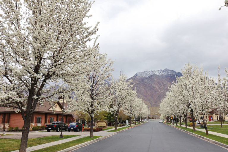 Trees blossom in Alpine are pictured on Tuesday, April 27, 2021.