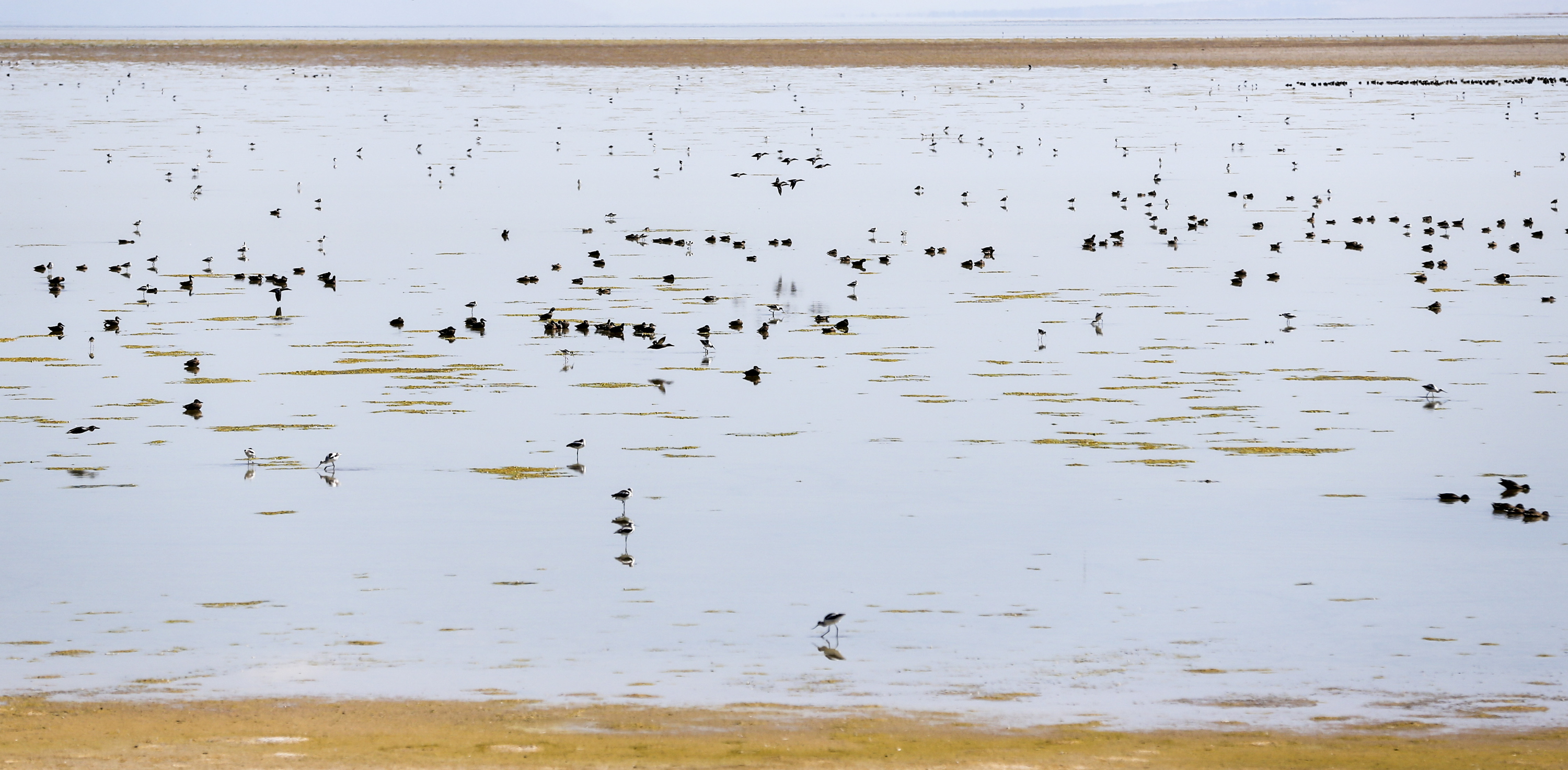 Birds rest in a shallow section of the Great Salt Lake alongside the causeway on Saturday, Aug. 31, 2019. A new study has looked at the environmental and financial impacts when saline lakes decline.