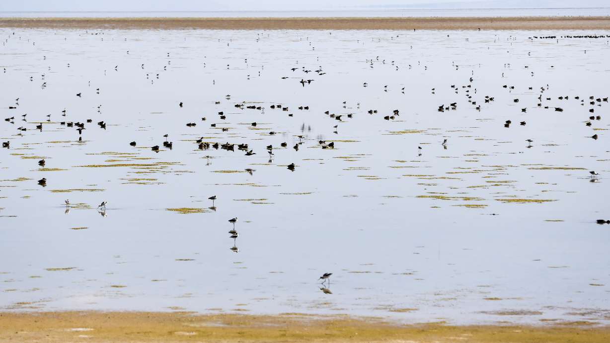 Birds rest in a shallow section of the Great Salt Lake alongside the causeway on Saturday, Aug. 31, 2019. A new study has looked at the environmental and financial impacts when saline lakes decline.