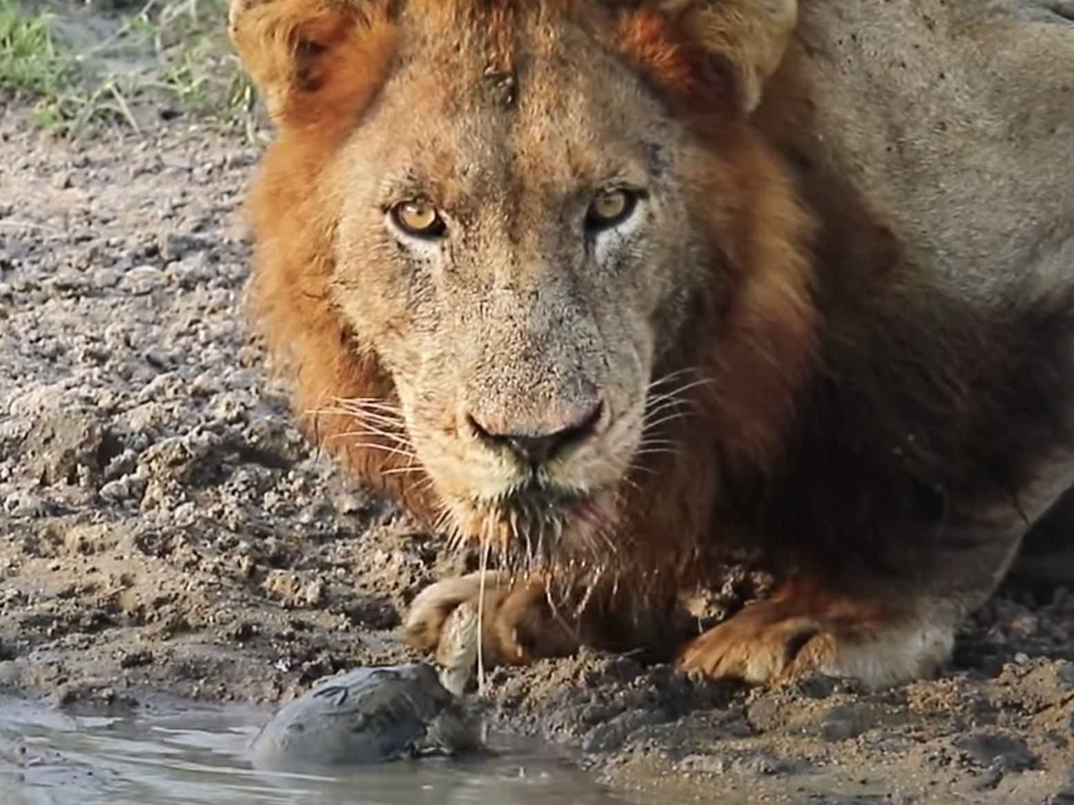 Have You Seen This? The king of the jungle is no match for this tiny turtle