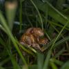 Nature at its craziest: Trillions of cicadas about to emerge