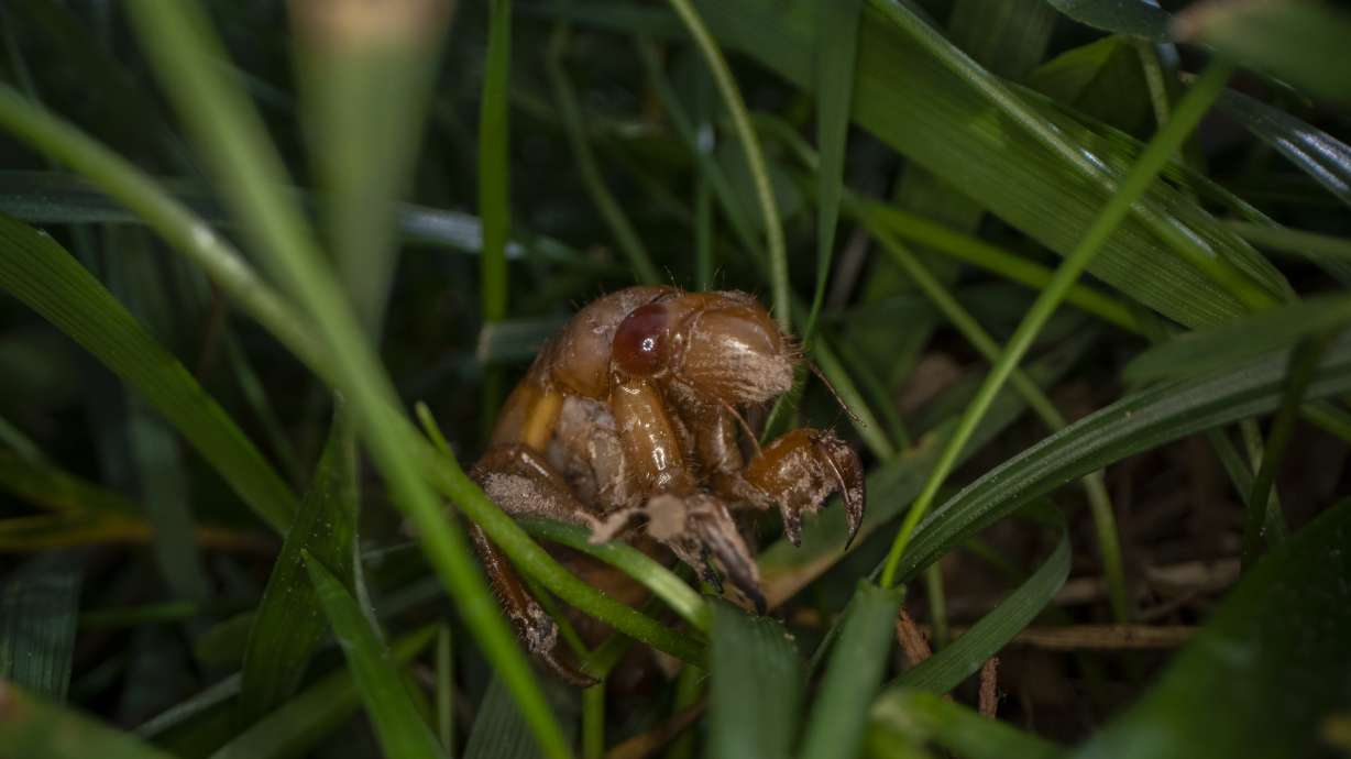 Nature at its craziest: Trillions of cicadas about to emerge