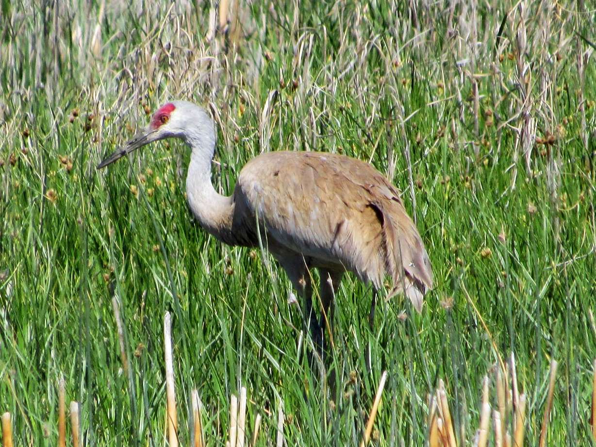 Sandhill cranes are one of the many bird species common at the refuge.