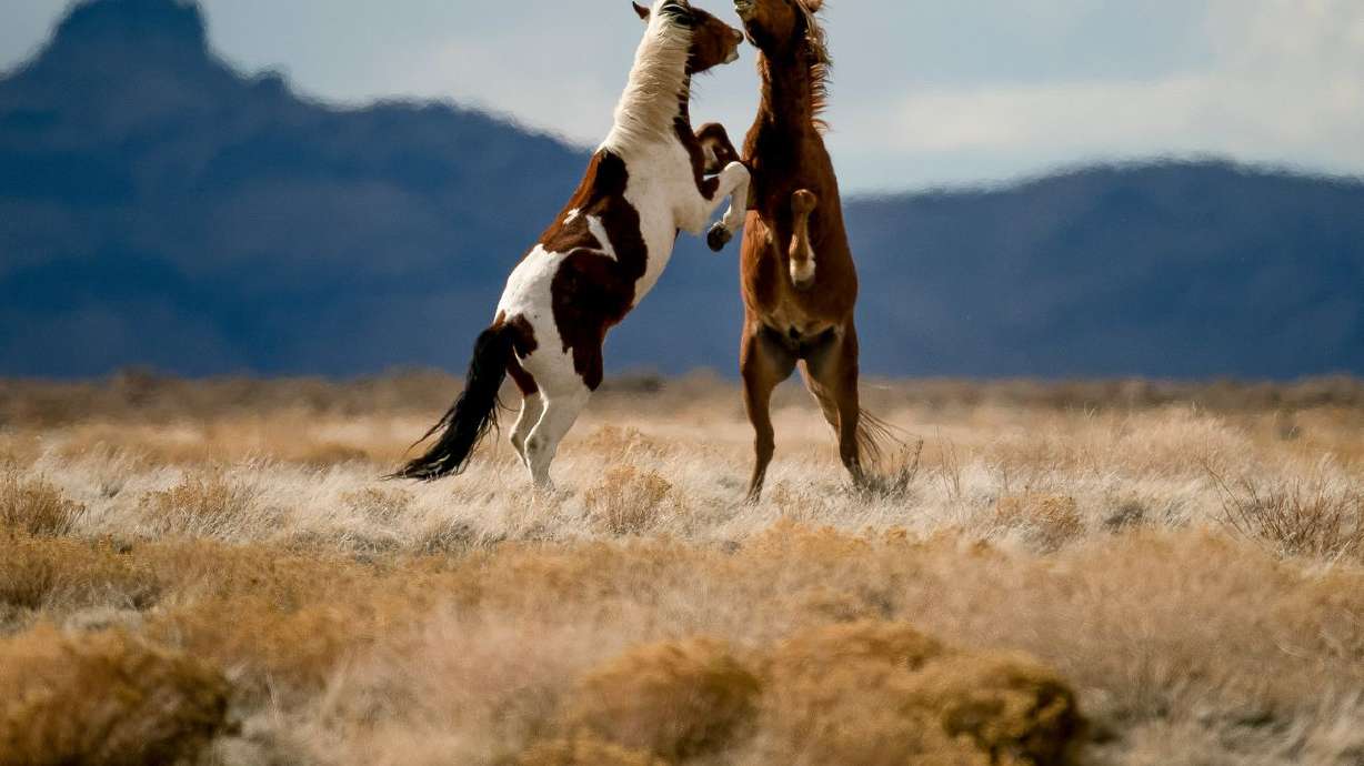 Wild horses of the Onaqui herd are pictured near
Simpson Springs, in Tooele County, on March 20, 2020.