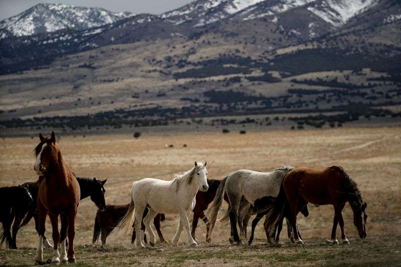 Wild horses of the Onaqui herd are pictured near
Simpson Springs, in Tooele County, on March 20, 2020.
