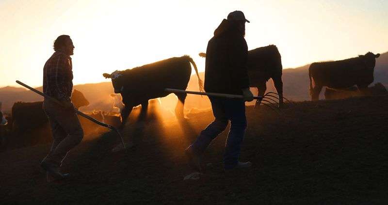 Brothers Sheb and Seth Davie look over cattle after
feeding them at Tammy Pearson’s ranch in Minersville, Beaver
County, on Thursday, April 1, 2021. Pearson is a Beaver County
commissioner.