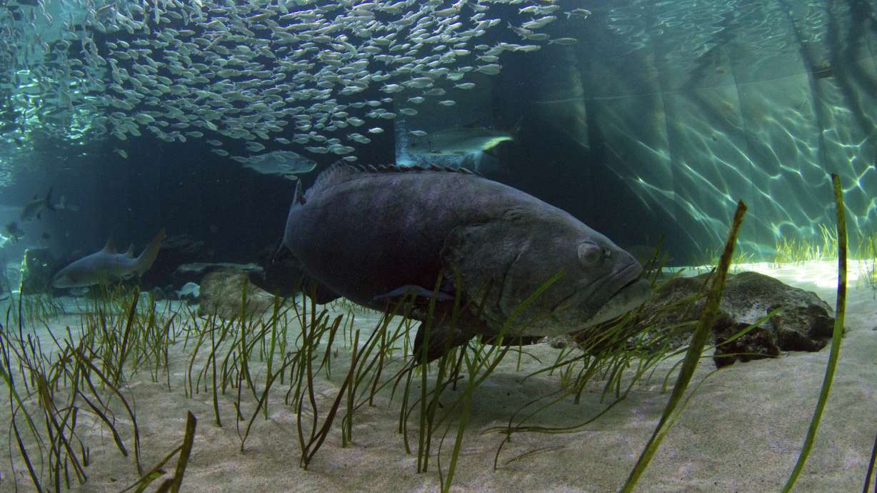 Florida weighs allowing limited harvest of goliath grouper