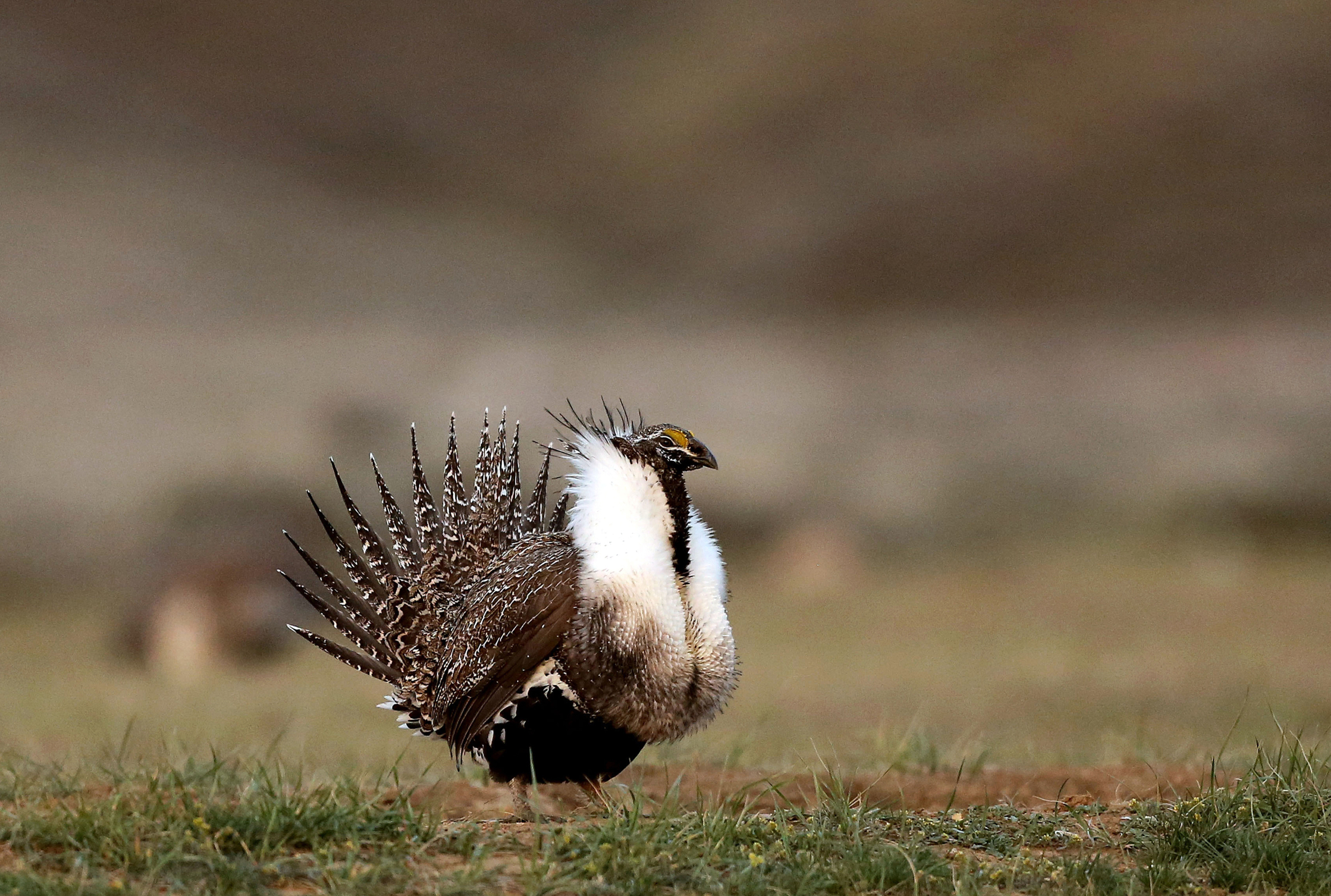 Mining ban considered to protect bird species in US West