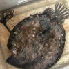 A monstrous-looking fish normally found thousands of feet deep in the ocean washed up on a California beach