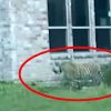 Man facing murder charge who fled with a tiger in Houston has been caught — but the tiger has not