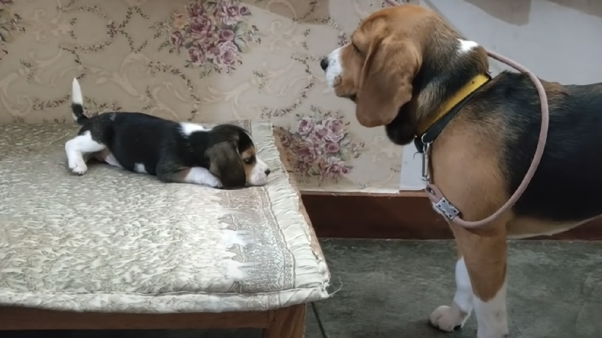 Have You Seen This? Heated discussion between this beagle family