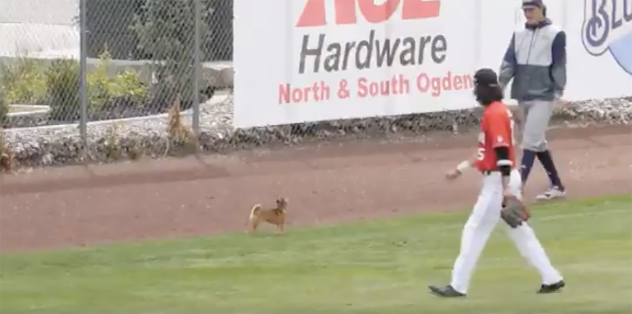 Have You Seen This? Chihuahua is new center fielder for U. baseball team