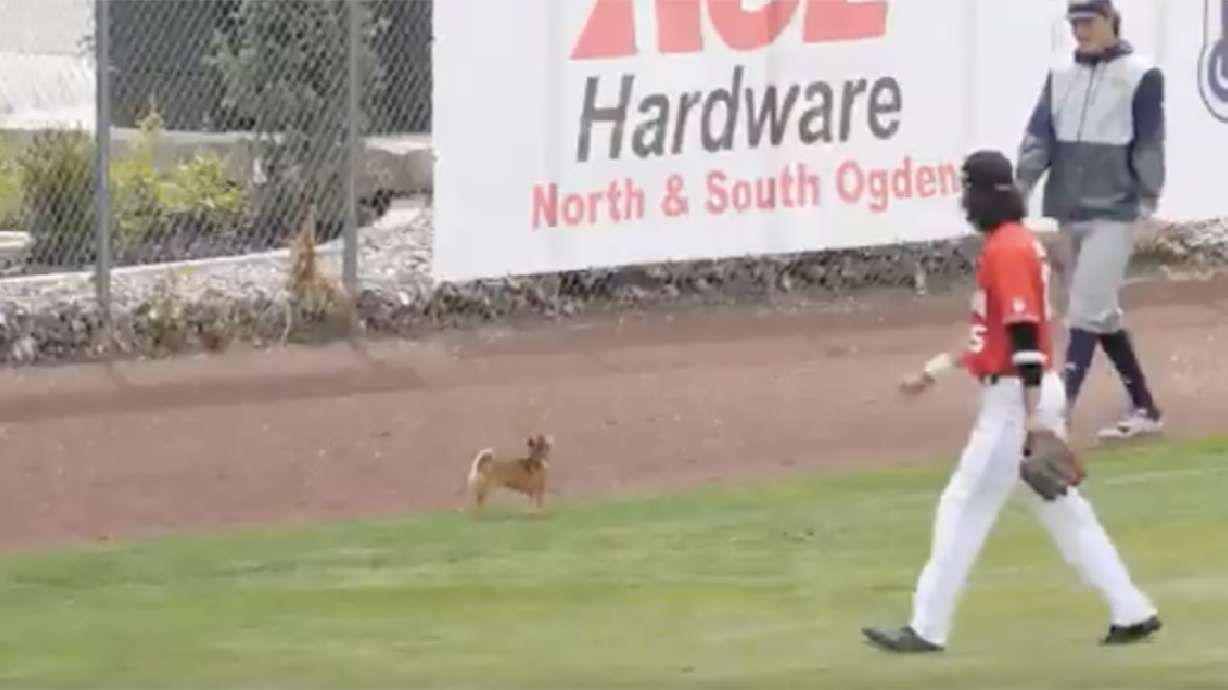 Have You Seen This? Chihuahua is new center fielder for U. baseball team