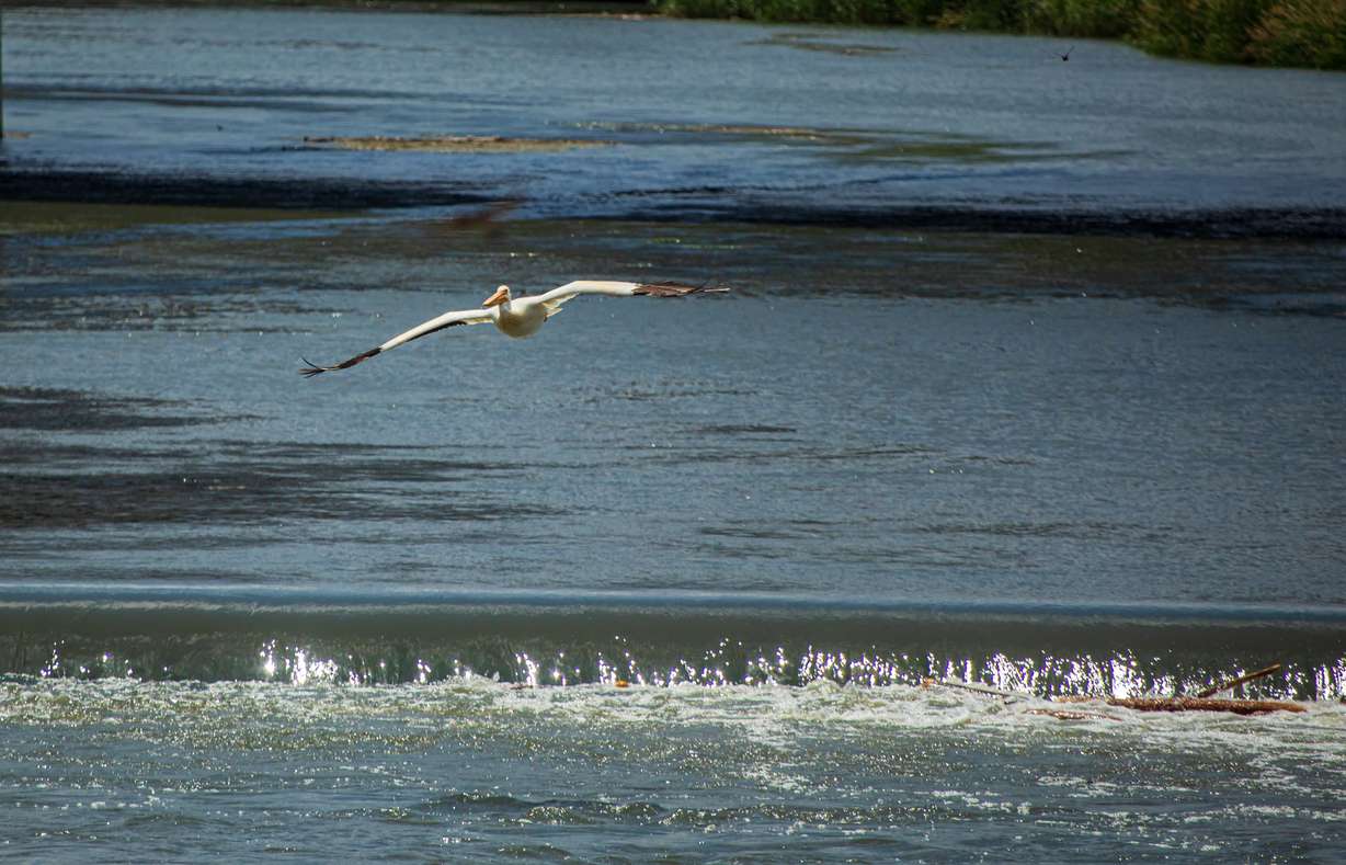 A pelican looks for a spot to land in the Jordan River behind the plot of land where the abandoned Raging Waters water park is located in Salt Lake City on Tuesday, June 16, 2020.