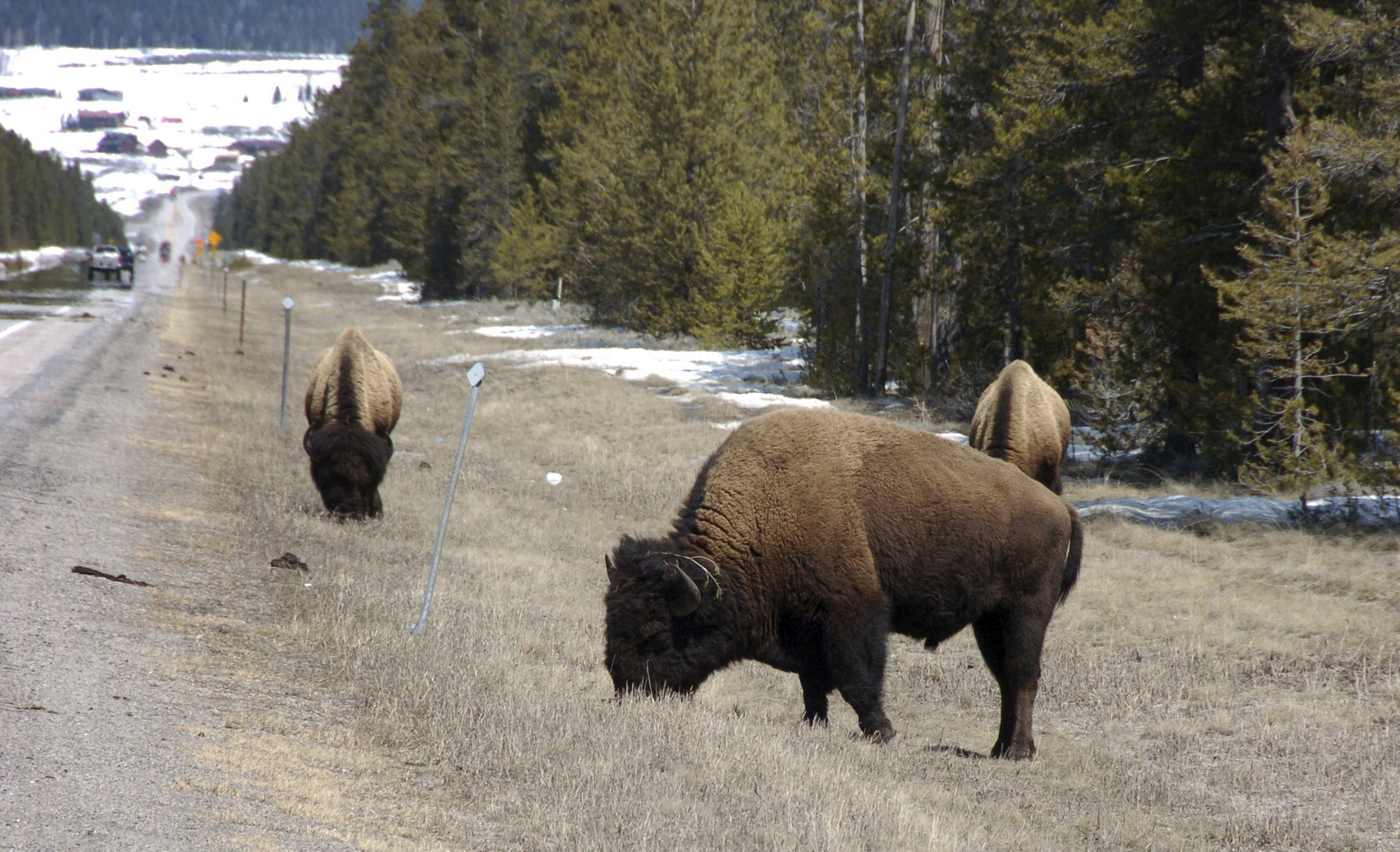 Forest Service delays logging project near Yellowstone park