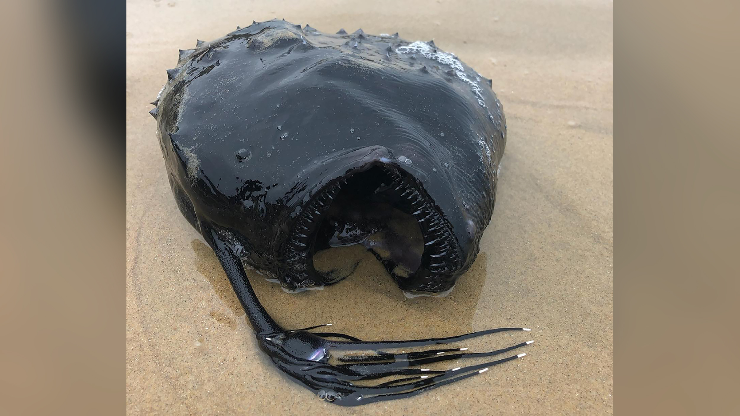 An unusual fish with teeth as sharp as glass and a body shaped like a football washed ashore on a California beach last week. The angler fish washed ashore at the Crystal Cove State Park.