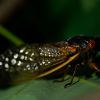 Cicadas hit snooze on their 17-year alarm clock. But they are still coming