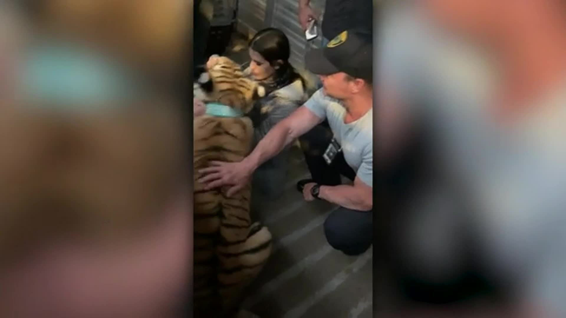 Tiger missing in Houston returned to authorities, police say