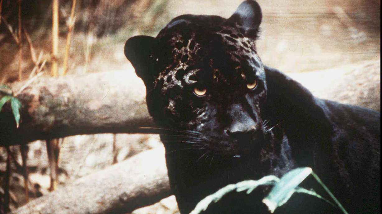 Groups call for reintroduction of jaguars in US Southwest