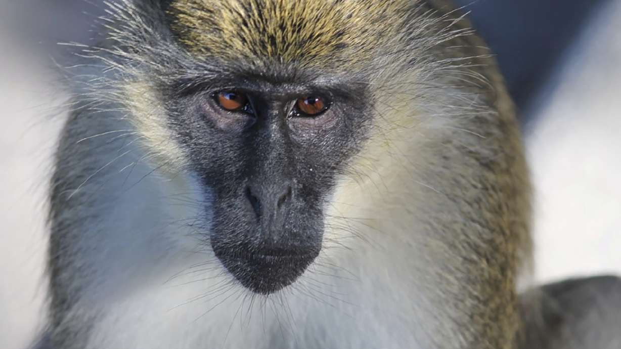 Monkey business: Researchers find origins of Florida colony